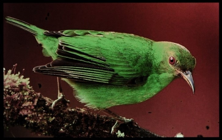 多层OLED微显示器-绿色小鸟