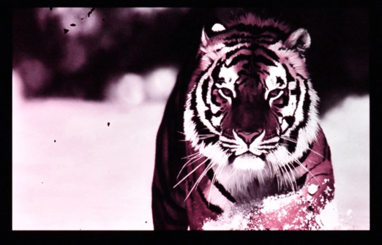 多层OLED微显示器-老虎